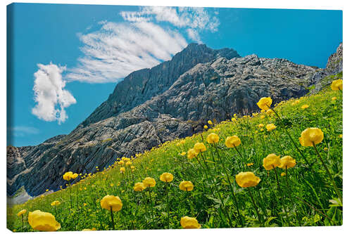 Stampa su tela Alpspitze con prato globeflower