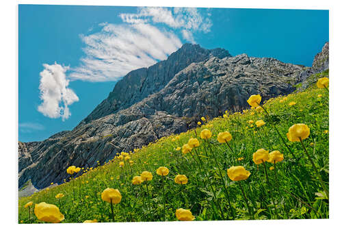 Foam board print Alpspitze with globeflower meadow