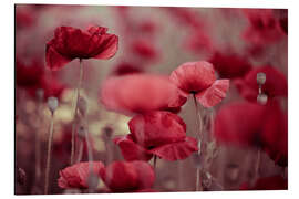 Tableau en aluminium Prairie de coquelicots en été