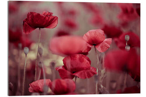 Quadro em plexi-alumínio Summer Poppy Meadow