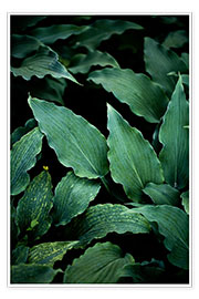 Poster Dunkle Blätter 15