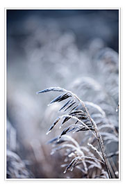 Poster Frosty Morning 5