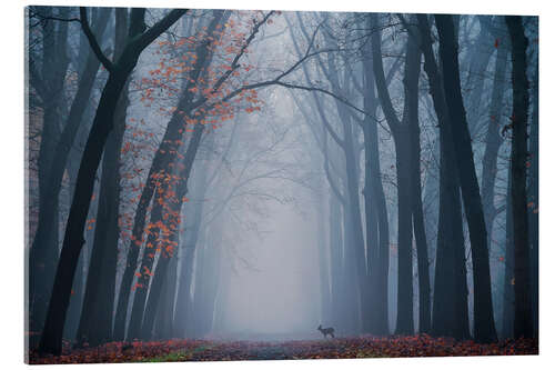 Acrylic print Dutch forest with a deer on a foggy day