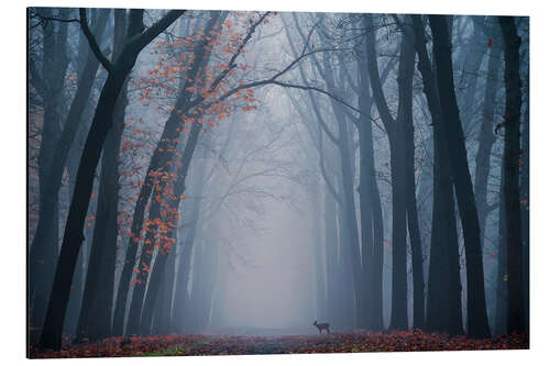 Aluminiumsbilde Dutch forest with a deer on a foggy day