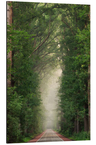 Aluminium print Misty summer road though a Dutch forest