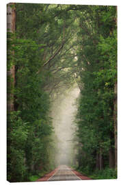 Canvas print Misty summer road though a Dutch forest