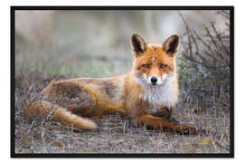 Gerahmter Kunstdruck Wie eine Sphinx