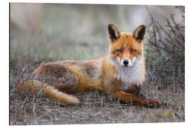Magnettafel Wie eine Sphinx