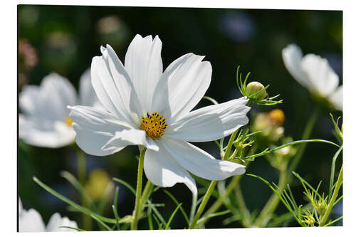 Stampa su alluminio Cosmea