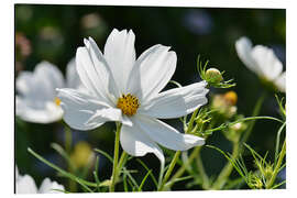 Aluminium print Cosmea