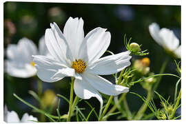 Canvas print Cosmea