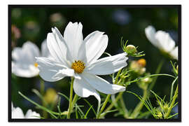 Gerahmter Kunstdruck Cosmea