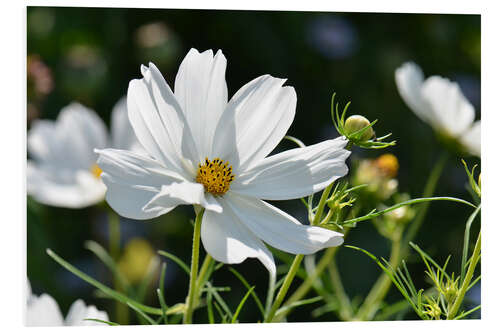 Foam board print Cosmea