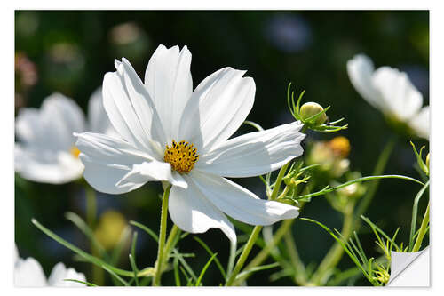 Wandsticker Cosmea