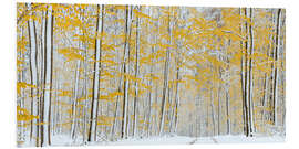 PVC print Snowy autumn forest