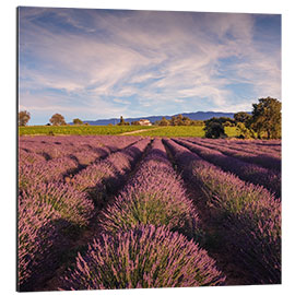 Cuadro de aluminio Campo de lavanda en Provenza, Francia