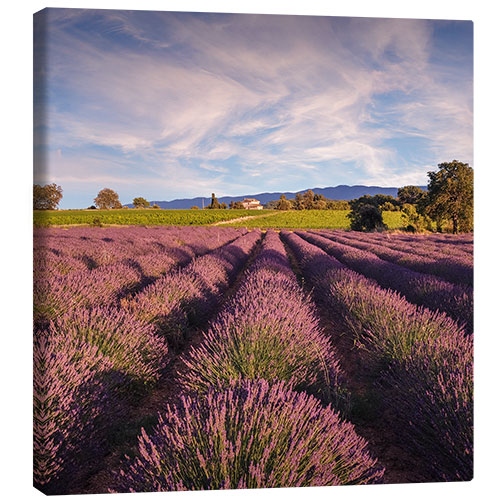 Canvas print Lavender field in Provence, France