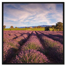 Gerahmter Kunstdruck Lavendelfeld in der Provence, Frankreich