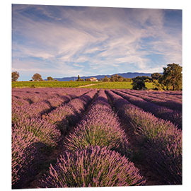 Foam board print Lavender field in Provence, France