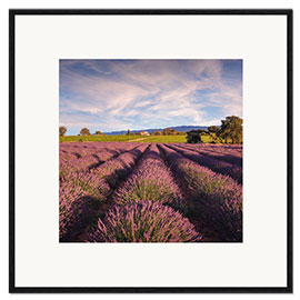 Impression artistique encadrée Champ de lavande en Provence