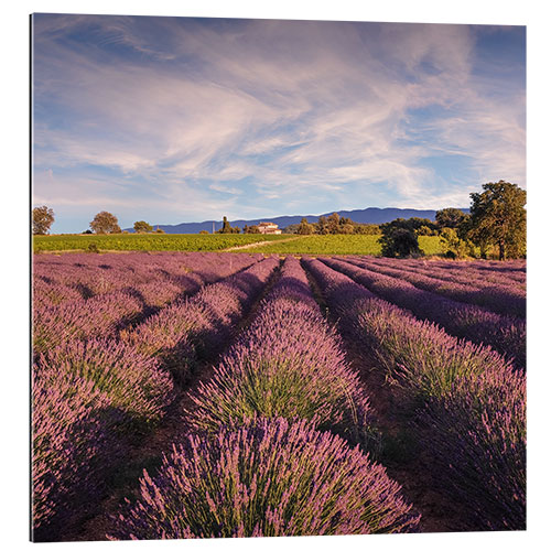 Tableau en plexi-alu Champ de lavande en Provence