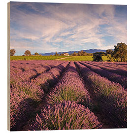 Holzbild  Lavendelfeld in der Provence, Frankreich - Christian Müringer
