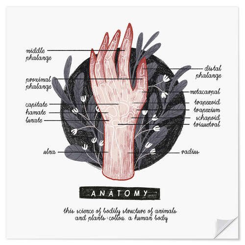 Vinilo para la pared Anatomía de la mano (inglés)