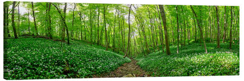 Obraz na płótnie Bärlauchwald