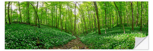 Selvklebende plakat Bärlauchwald