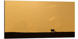 Aluminiumsbilde Sheep on the dike