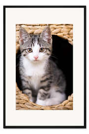 Gerahmter Kunstdruck Kleine getigerte Katze