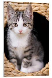 Gallery print Little tabby cat