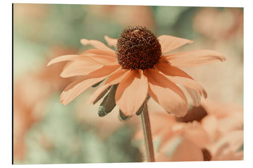 Aluminiumsbilde Coneflower III