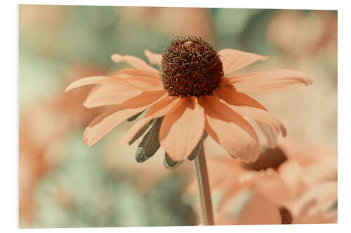 Foam board print Coneflower III