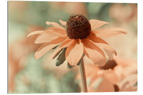 Gallery print Coneflower III