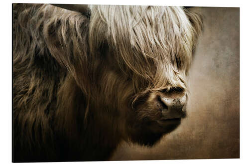 Aluminium print Scottish highland cattle