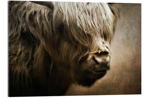 Gallery print Scottish highland cattle