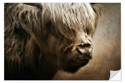 Muursticker Scottish highland cattle