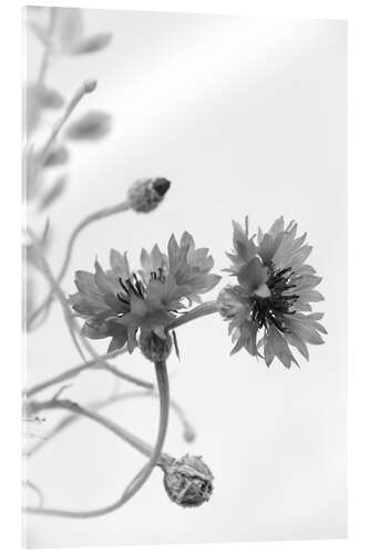 Acrylic print Cornflowers