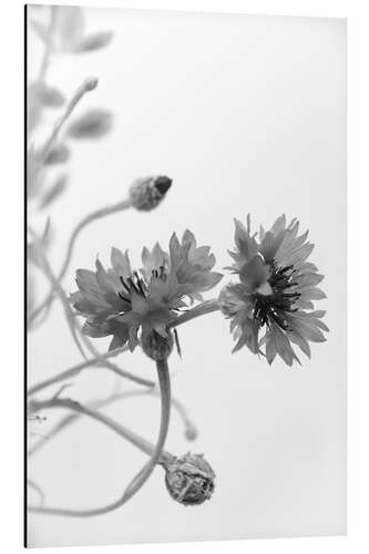 Aluminium print Cornflowers