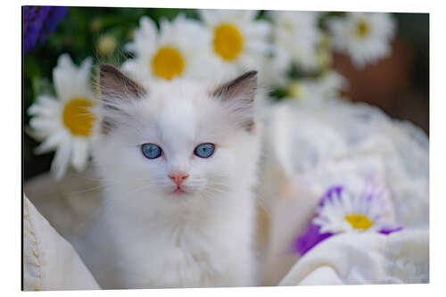 Aluminium print Ragdoll kitten