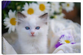 Lærredsbillede Ragdoll kitten