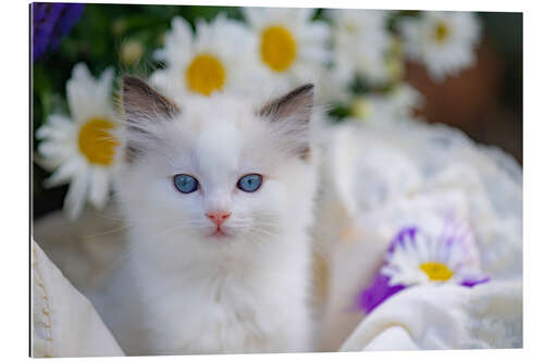 Gallery print Ragdoll kitten