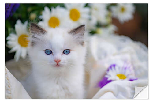 Autocolante decorativo Ragdoll gatinho