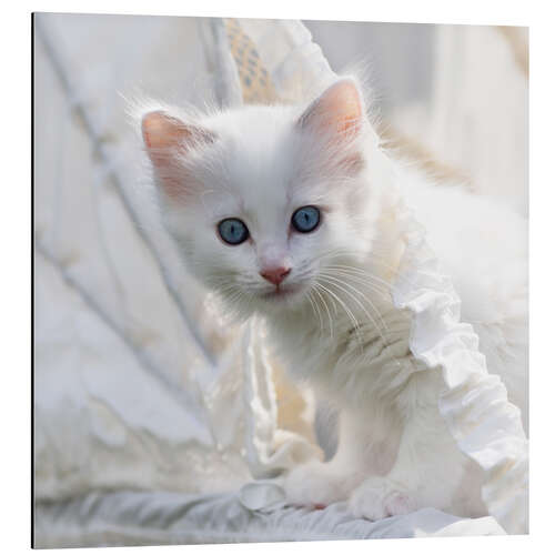 Aluminiumtavla Kitten with blue eyes