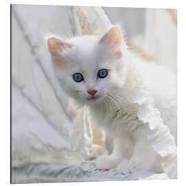 Aluminiumtavla Kitten with blue eyes