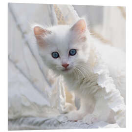 Foam board print Kitten with blue eyes