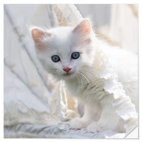 Wall sticker Kitten with blue eyes