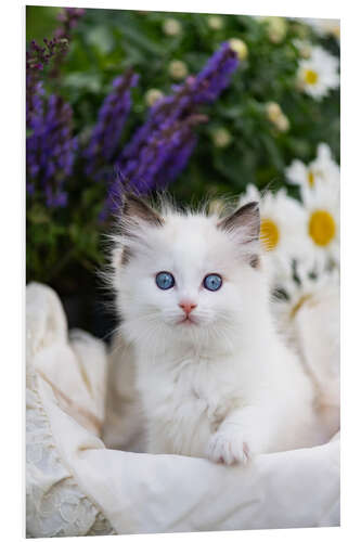 Foam board print Kittens in the garden