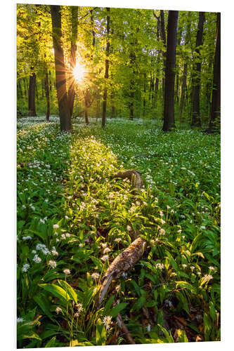 Foam board print Spring evening in the forest